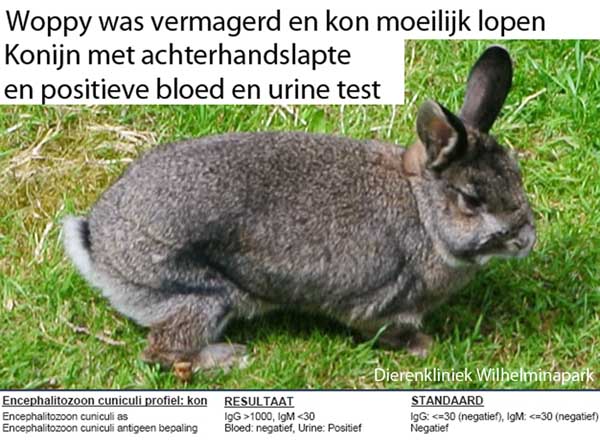 Bloed op E. cuniculi protozoen bij Woppy die afgevallen was en achterhandslapte had